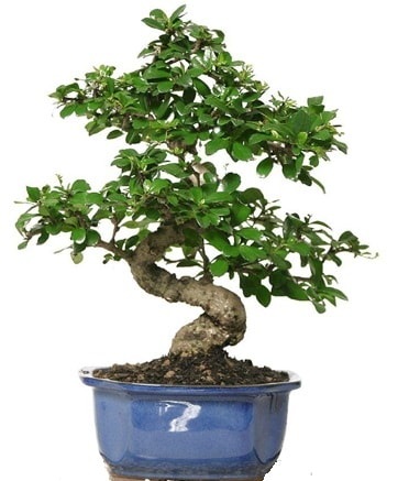 21 ile 25 cm arası özel S bonsai japon ağacı  Siirt güvenli kaliteli hızlı çiçek 