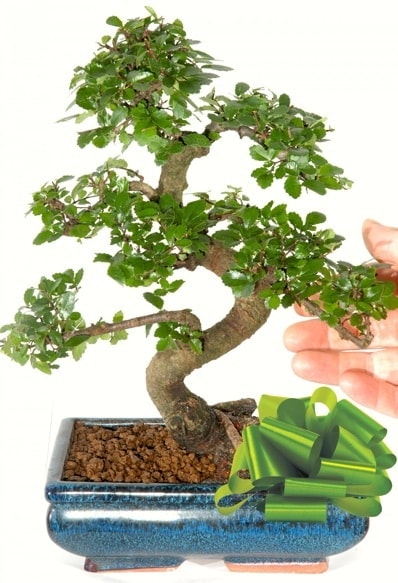 Yaklaşık 25 cm boyutlarında S bonsai  Siirt çiçek yolla 