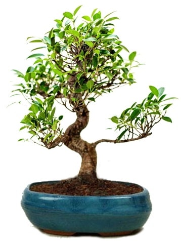 25 cm ile 30 cm aralığında Ficus S bonsai  Siirt çiçek servisi , çiçekçi adresleri 