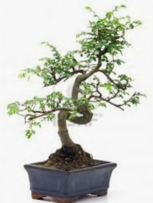 S gövde bonsai minyatür ağaç japon ağacı  Siirt yurtiçi ve yurtdışı çiçek siparişi 