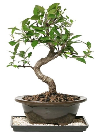 Altın kalite Ficus S bonsai  Siirt güvenli kaliteli hızlı çiçek  Süper Kalite