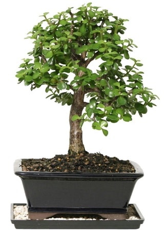 15 cm civarı Zerkova bonsai bitkisi  Siirt çiçek yolla 