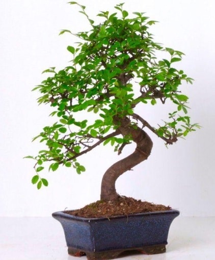 S gövdeli bonsai minyatür ağaç japon ağacı  Siirt çiçek servisi , çiçekçi adresleri 