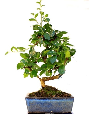 S gövdeli carmina bonsai ağacı  Siirt çiçek mağazası , çiçekçi adresleri  Minyatür ağaç