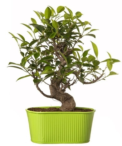 Ficus S gövdeli muhteşem bonsai  Siirt çiçek yolla 