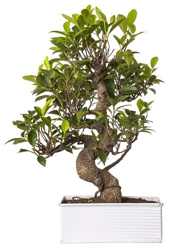 Exotic Green S Gövde 6 Year Ficus Bonsai  Siirt çiçek servisi , çiçekçi adresleri 